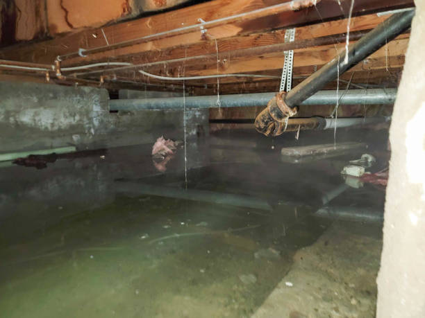 Best Local water damage restoration  in Taylor Creek, FL