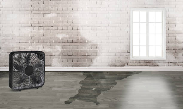 Best Ceiling water damage repair  in Taylor Creek, FL